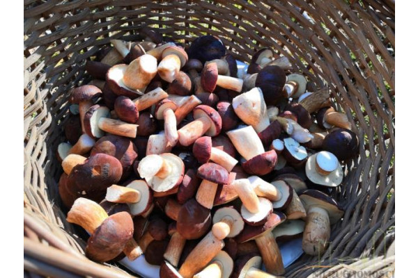 wolsztyński, Wolsztyn, Wilcze, DZIAŁKA W POBLIŻU LINII BRZEGOWEJ JEZIORA!