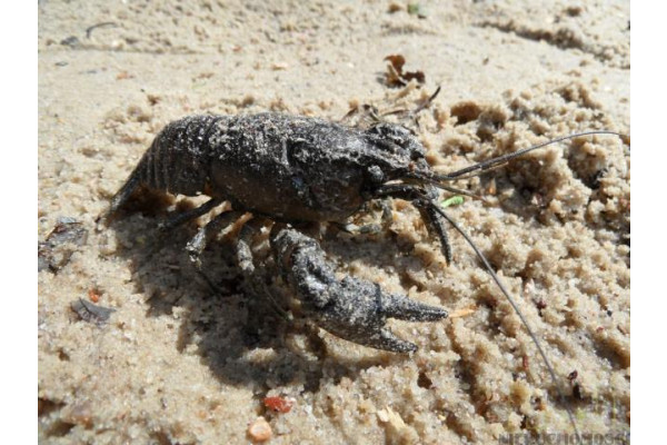 wolsztyński, Wolsztyn, Wilcze, DZIAŁKA W POBLIŻU LINII BRZEGOWEJ JEZIORA!