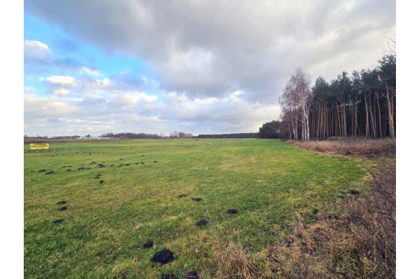 wolsztyński, Wolsztyn, Obra, ATRAKCYJNE DZIAŁKI PRZY LESIE!