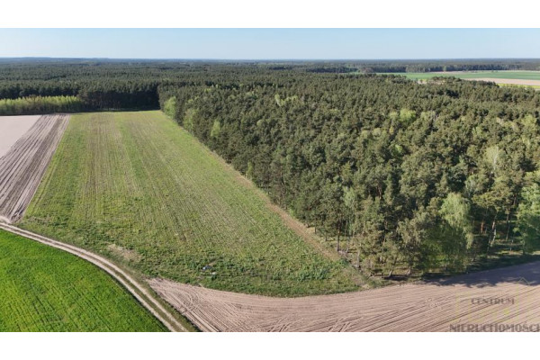 wolsztyński, Wolsztyn, Nowe Tłoki, NOWE OSIEDLE PRZY LESIE!