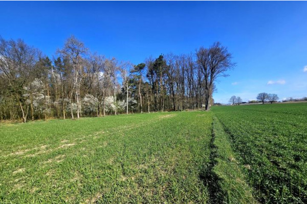 grodziski, Rakoniewice, Drzymałowo, DZIAŁKA ROLNA Z POTENCJAŁEM CZEŚCIOWEJ ZABUDOWY